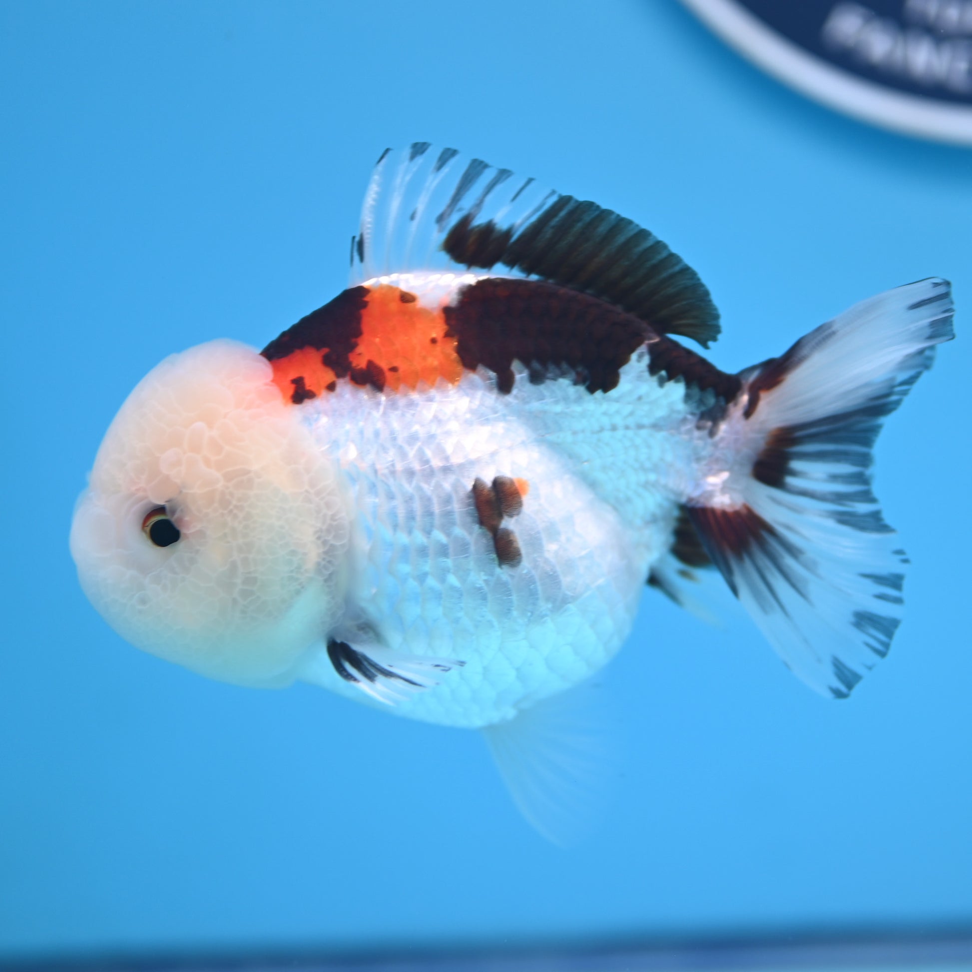 Tricolor Oranda 3.5-4 inches (241011_OR13) - Kaiju Goldfish USA