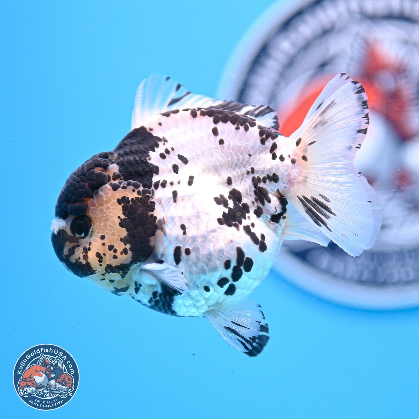 Panda YuanBao Oranda 3.25in Body (240830_OR13) - Kaiju Goldfish USA