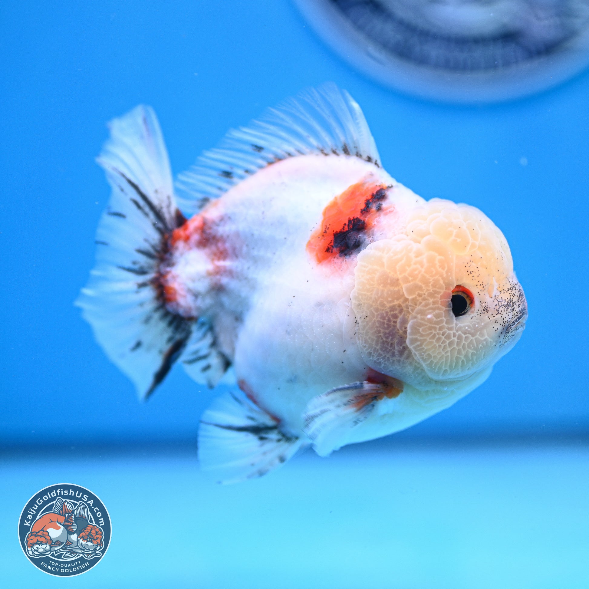 Calico YuanBao Oranda 4.5 inches - Male (241129_OR13) - Kaiju Goldfish USA