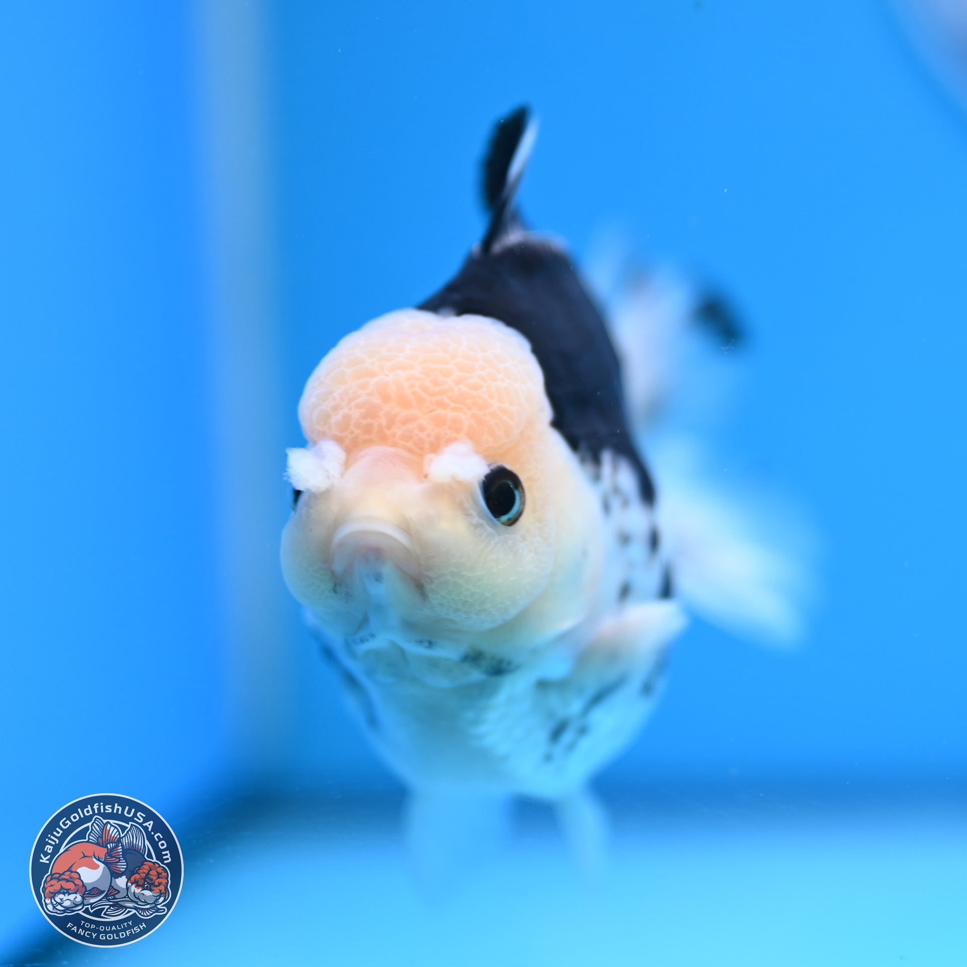 Panda YuanBao Oranda 3.5in Body (240816_OR13) - Kaiju Goldfish USA