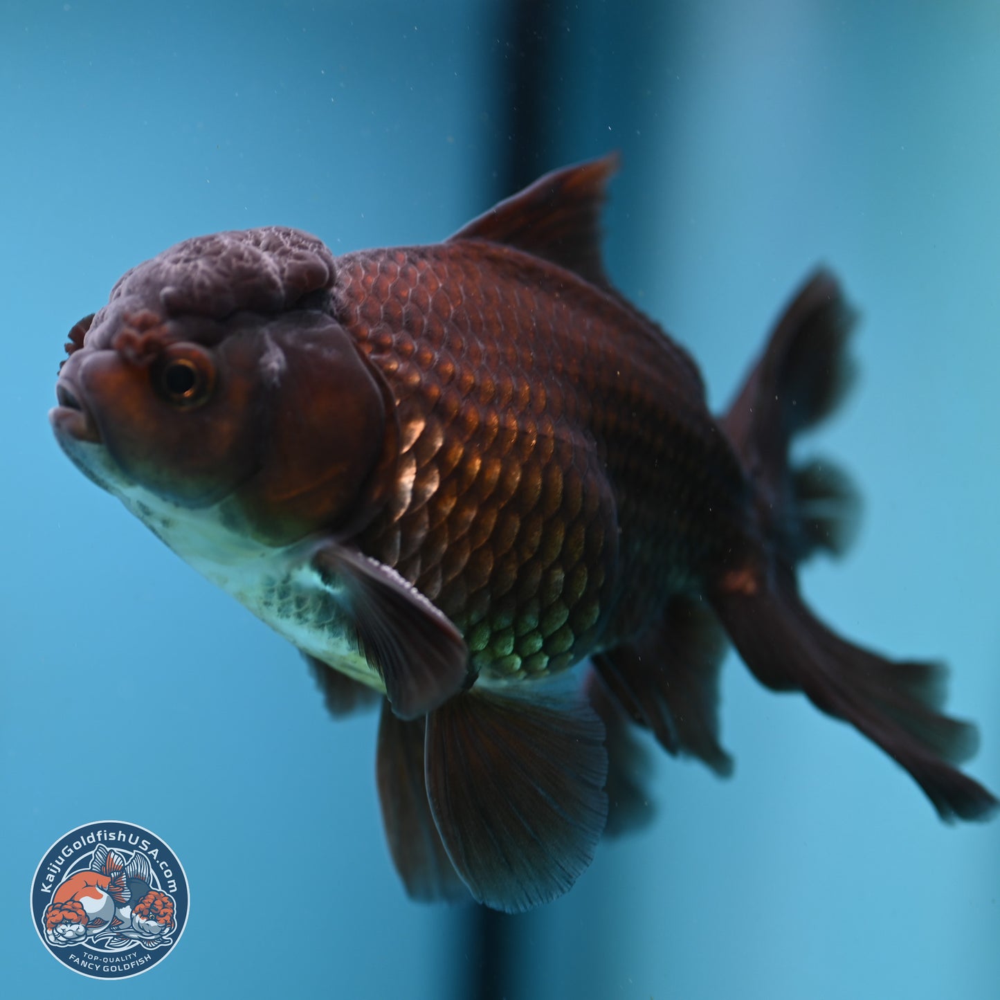 Black/Bronze Rose Tail Oranda 4-5 inches (240906_OR13) - Kaiju Goldfish USA