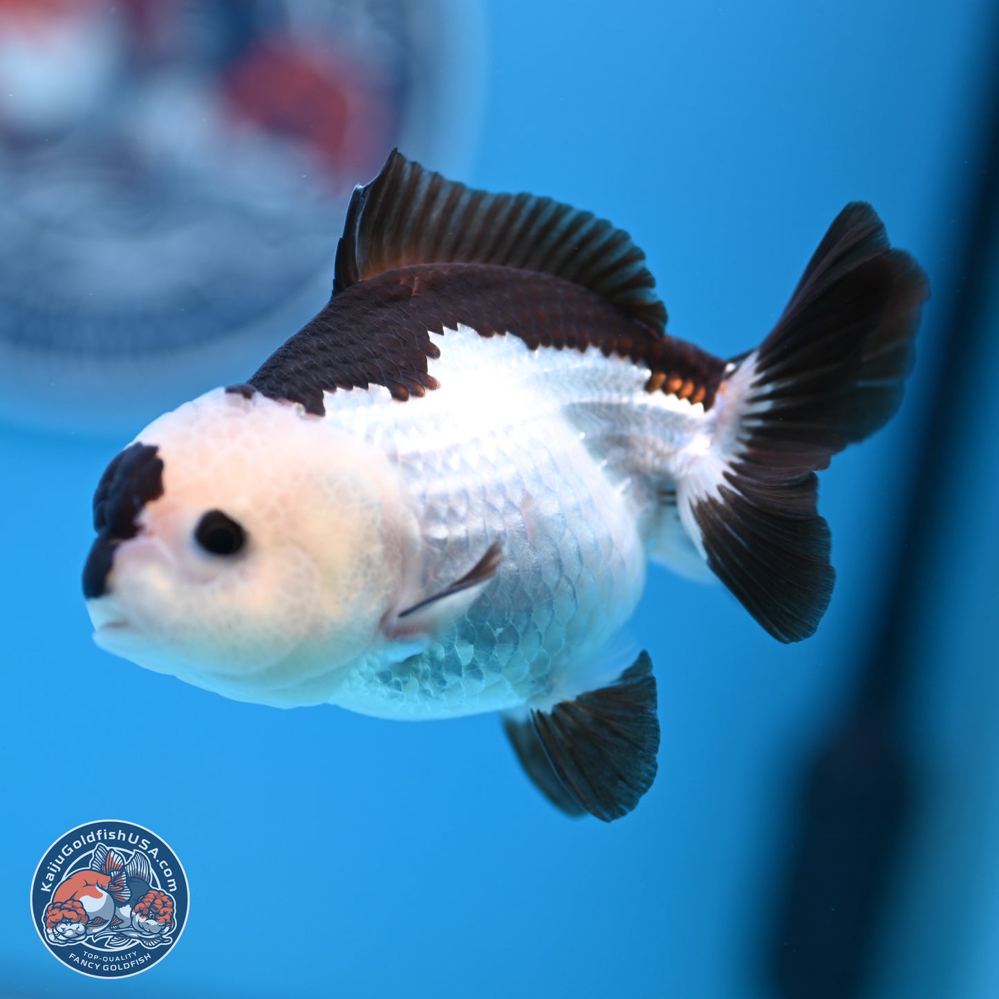 Panda Oranda 3.5-4.5 inches (240913_OR13) - Kaiju Goldfish USA