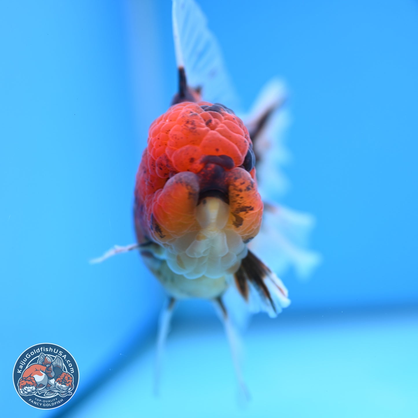 Tiger Rose Tail Oranda 3.5 inches Body - Male (250314_OR13)