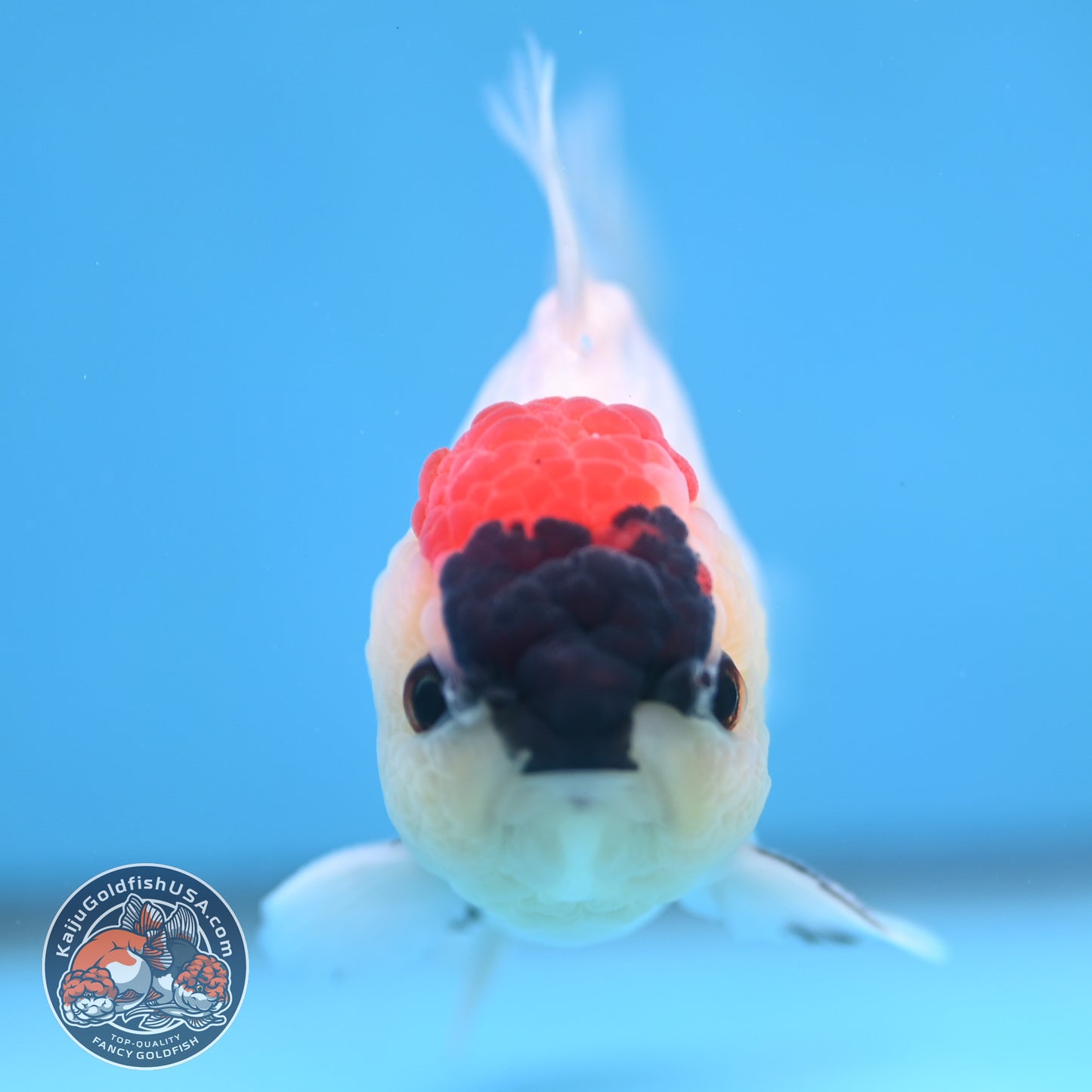 Tricolor Rosetail Oranda 3.5 inch Body (250926_OR13) - READ DESCRIPTION