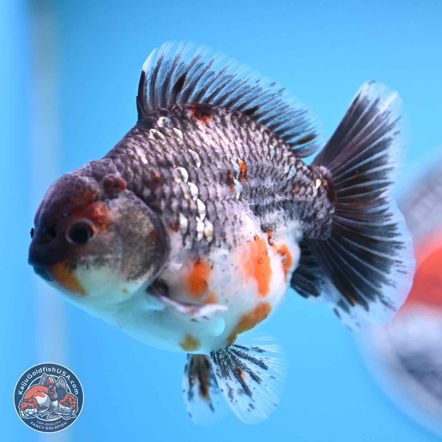 Shogun Grey Kirin Oranda 4 inches Body - Male (250207_OR13)