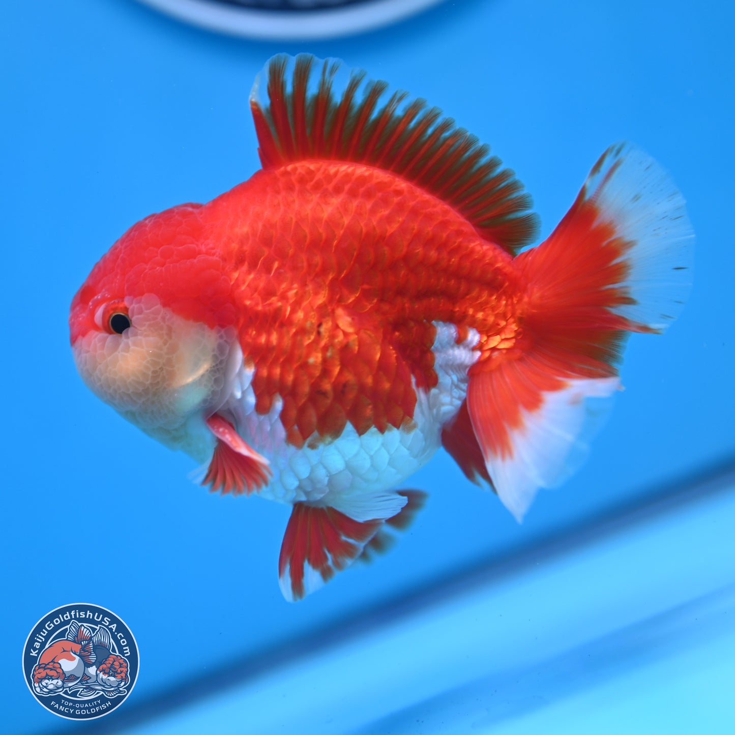 Batik Scale Red White Oranda 3.5 inches Body - Male (250307_OR13)
