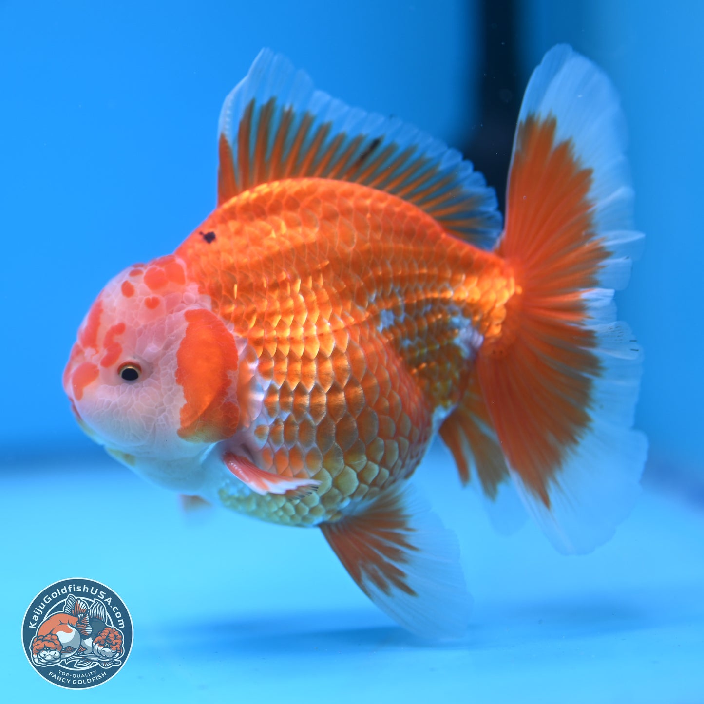 Red White Rose Tail Oranda 4.5 inches - Male (241122_OR13) - Kaiju Goldfish USA