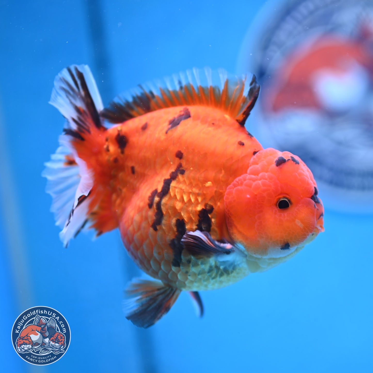 Tiger YuanBao Oranda 4 inches Body - Male (250103_OR13) - Kaiju Goldfish USA