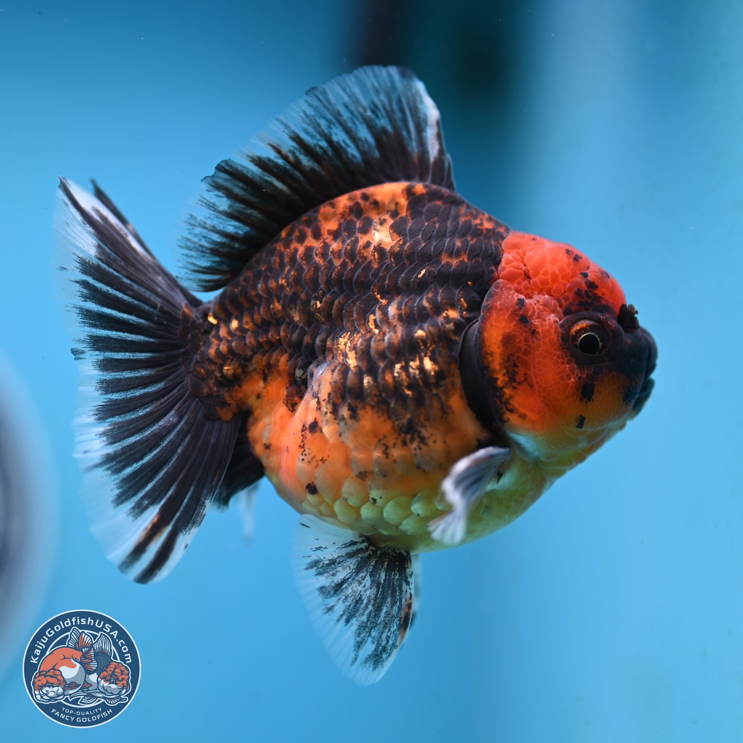 Shogun Red Kirin Oranda 3.5 inches Body - Male (250131_OR13)