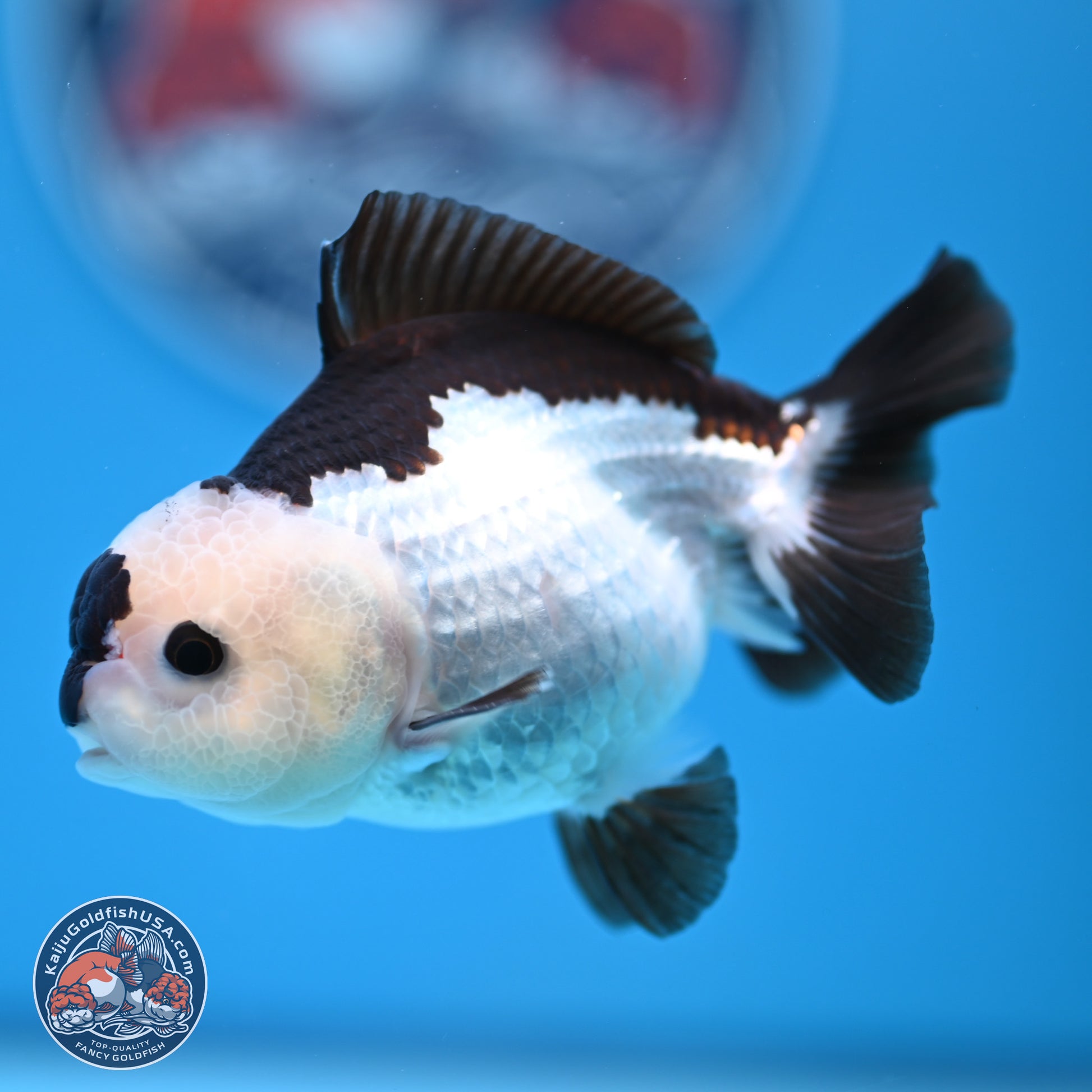 Panda Oranda 3.5-4.5 inches (240913_OR13) - Kaiju Goldfish USA