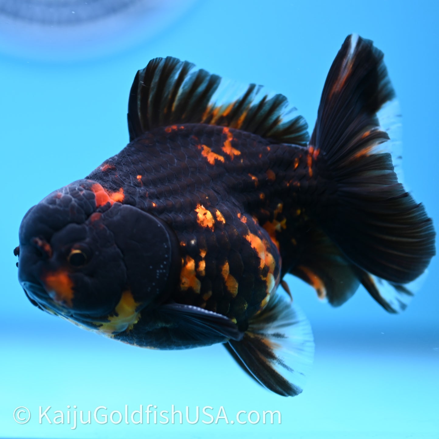 Heavy Ink Tiger YuanBao Oranda 3.5 inches (240726_OR13) - Kaiju Goldfish USA