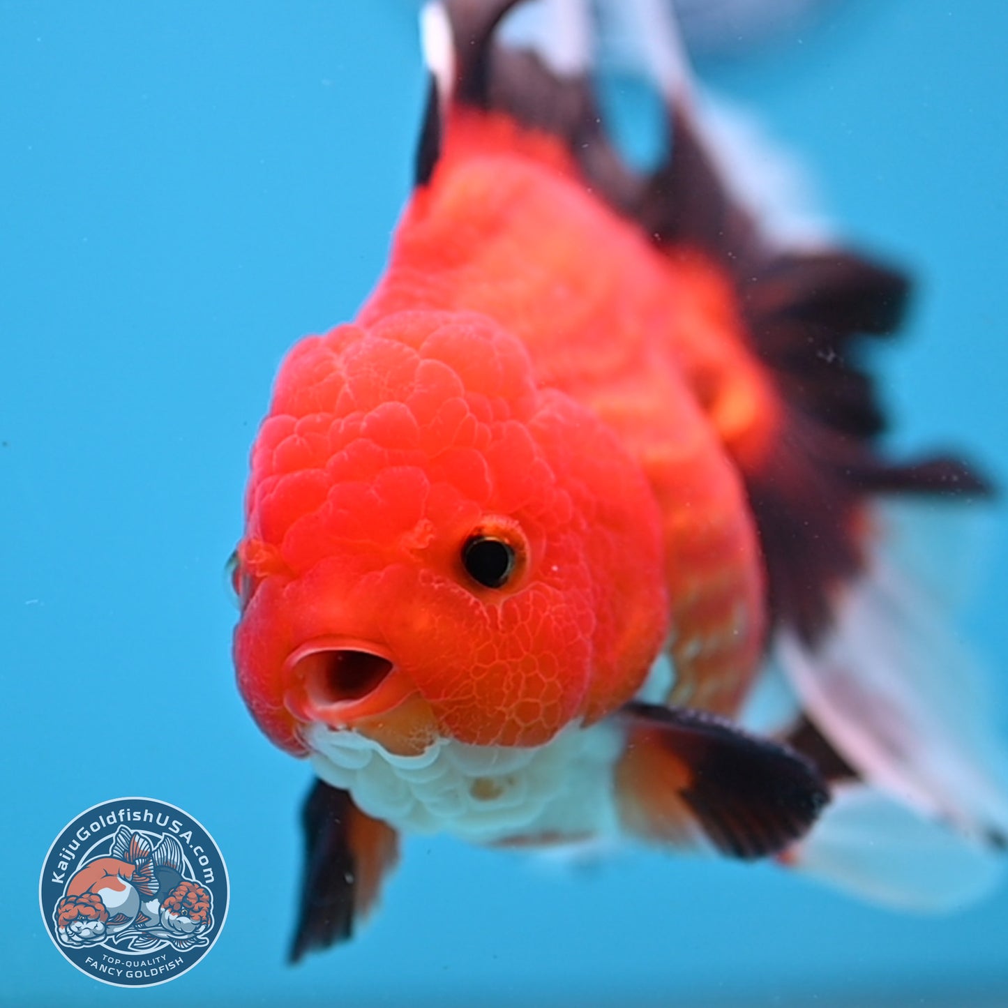 Apache Orchid Tail Oranda 4 inch Body (251003_OR13)