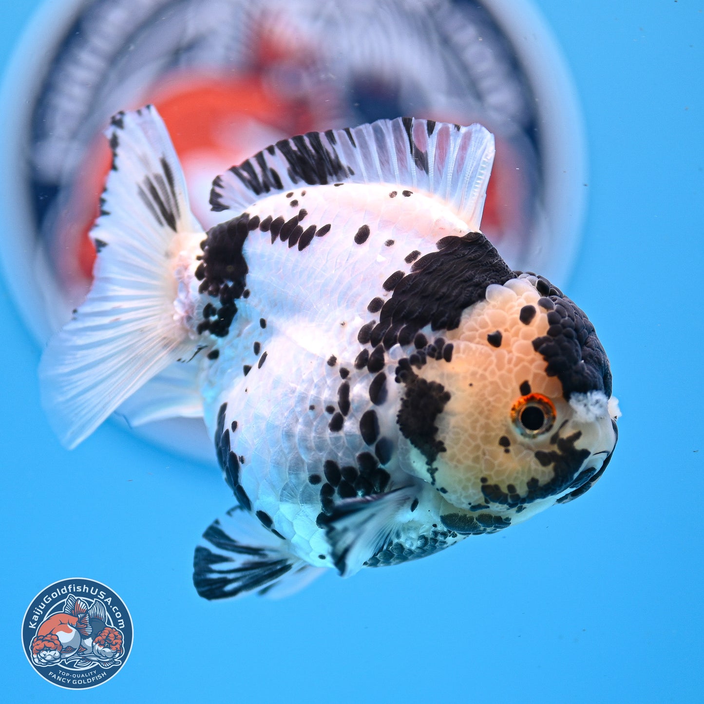 Panda YuanBao Oranda 3.25in Body (240830_OR13) - Kaiju Goldfish USA