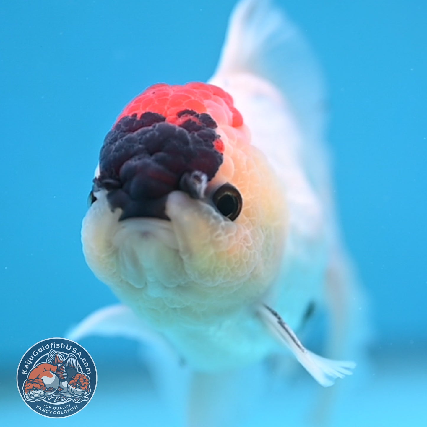 Tricolor Rosetail Oranda 3.5 inch Body (250926_OR13) - READ DESCRIPTION