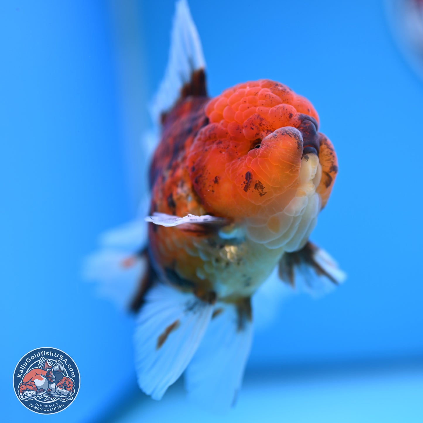 Tiger Rose Tail Oranda 3.5 inches Body - Male (250314_OR13)