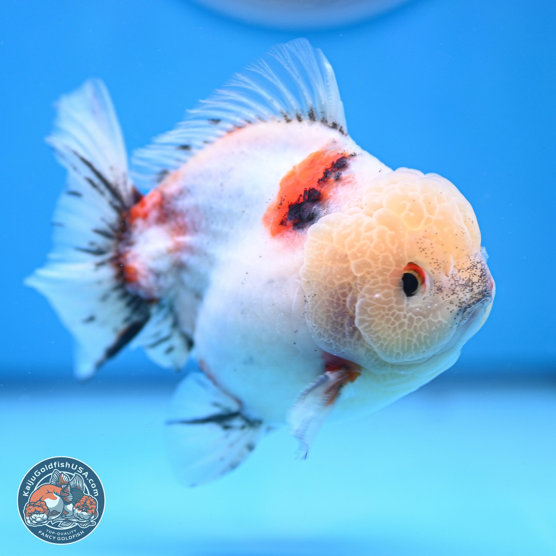 Calico YuanBao Oranda 4.5 inches - Male (241129_OR13) - Kaiju Goldfish USA