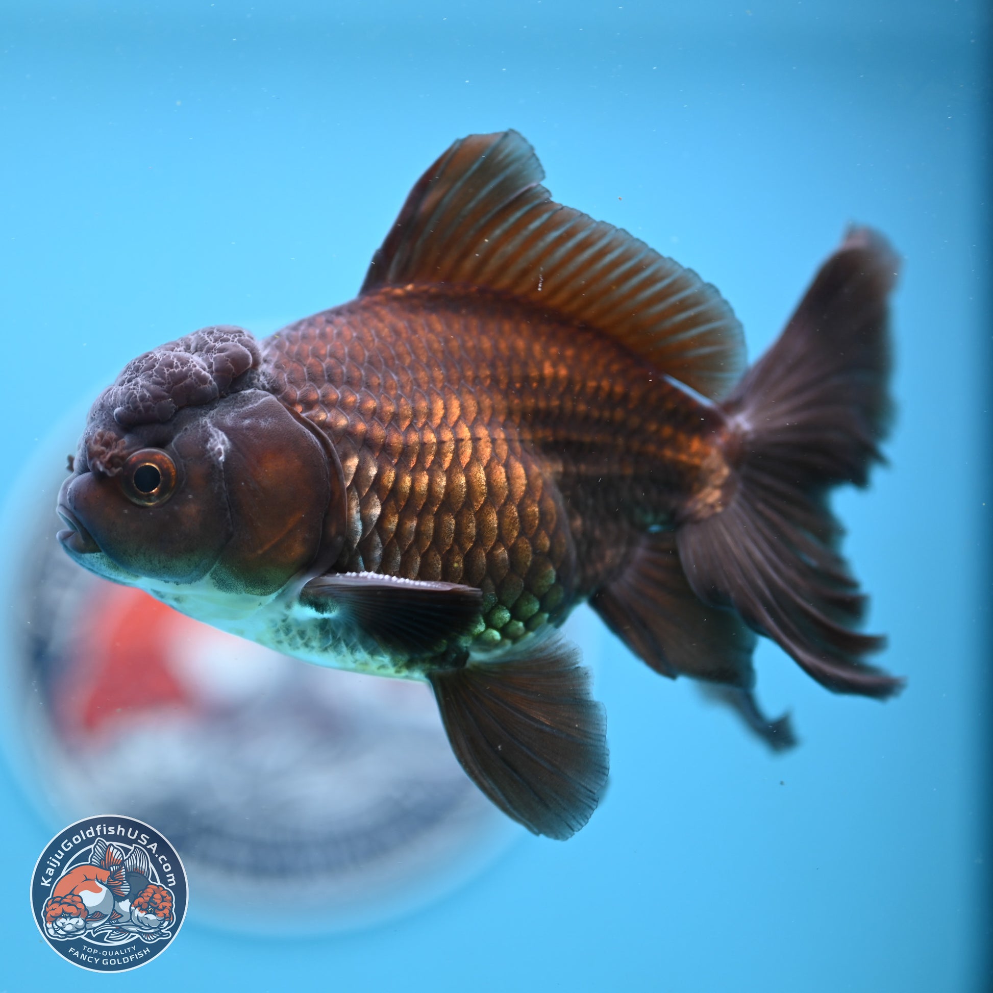 Black/Bronze Rose Tail Oranda 4-5 inches (240906_OR13) - Kaiju Goldfish USA