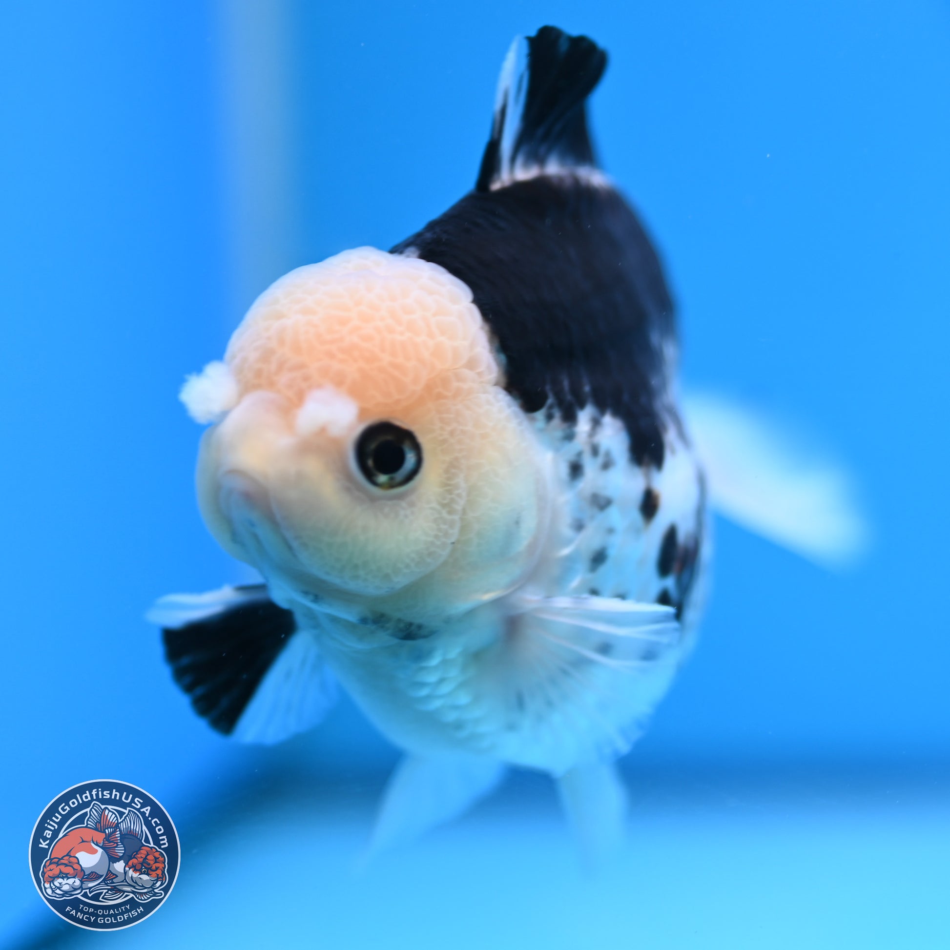 Panda YuanBao Oranda 3.5in Body (240816_OR13) - Kaiju Goldfish USA