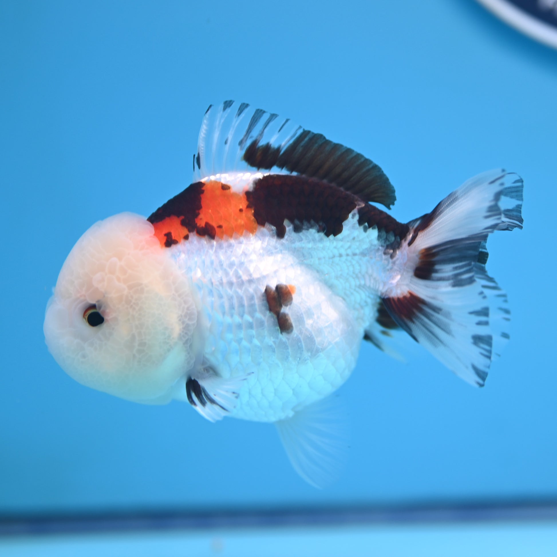 Tricolor Oranda 3.5-4 inches (241011_OR13) - Kaiju Goldfish USA