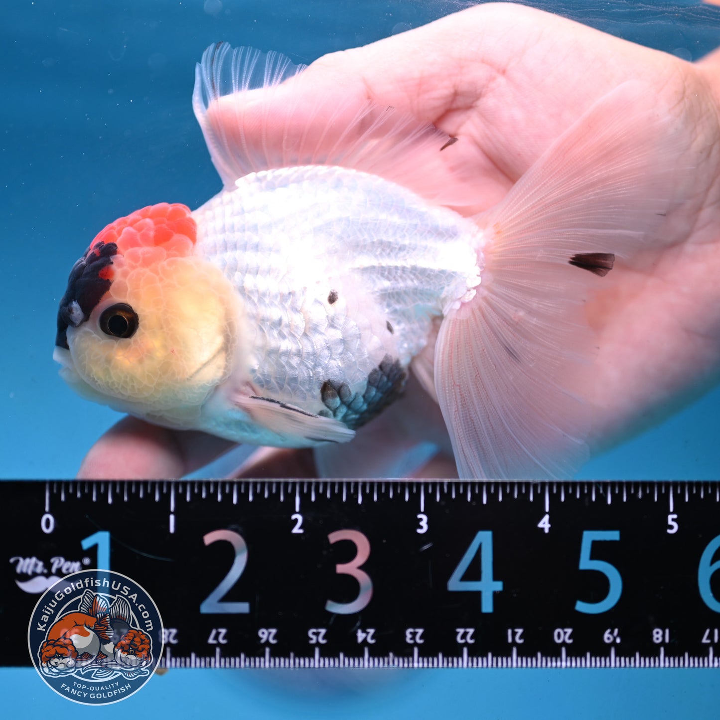 Tricolor Rosetail Oranda 3.5 inch Body (250926_OR13) - READ DESCRIPTION