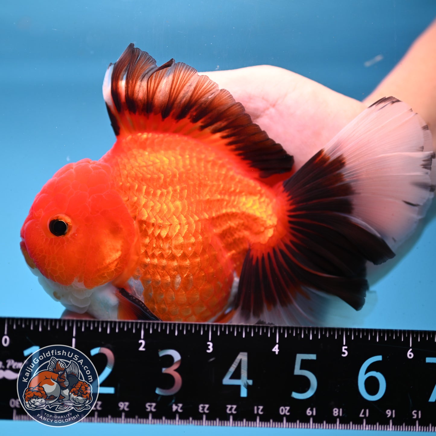 Apache Orchid Tail Oranda 4 inch Body (251003_OR13)