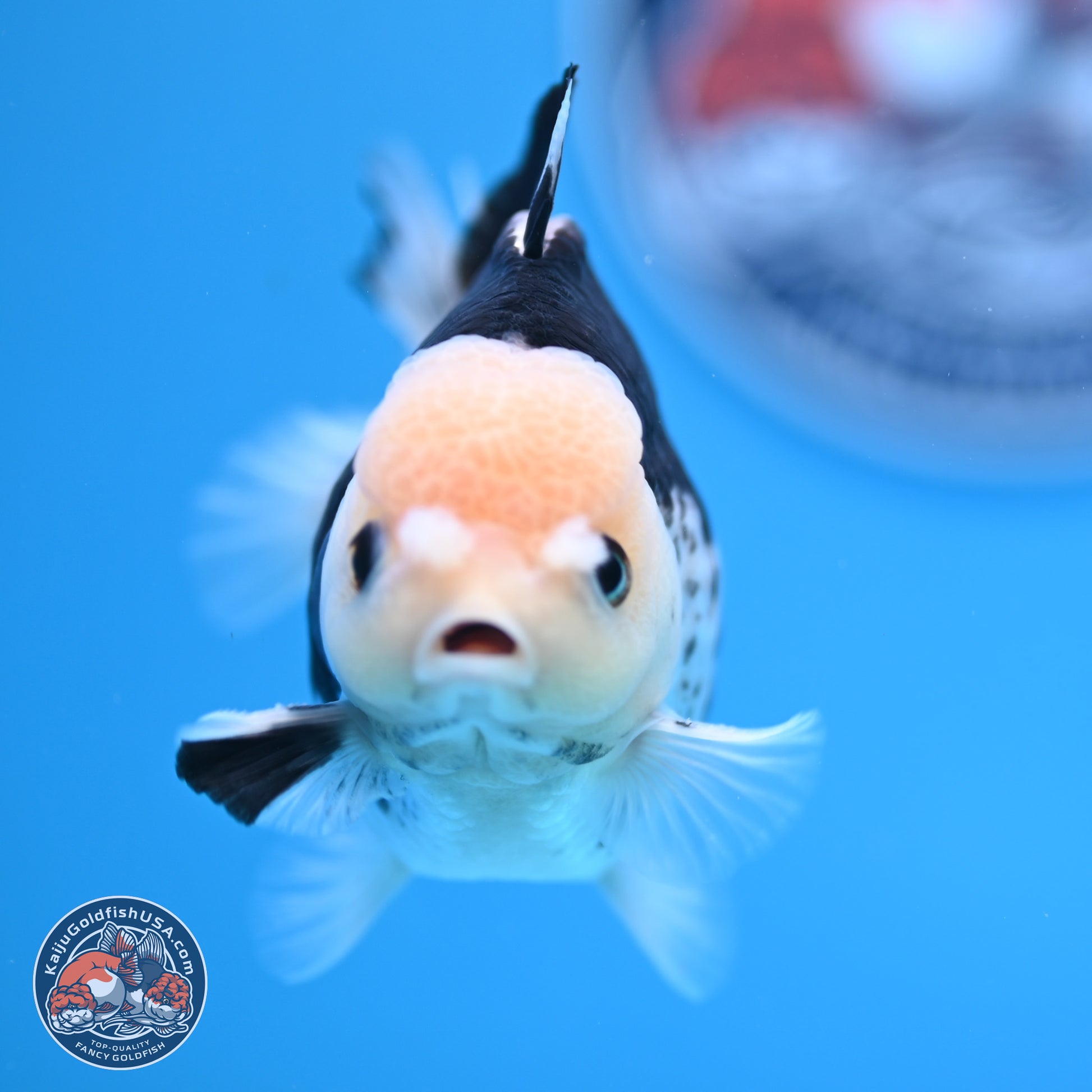 Panda YuanBao Oranda 3.5in Body (240816_OR13) - Kaiju Goldfish USA