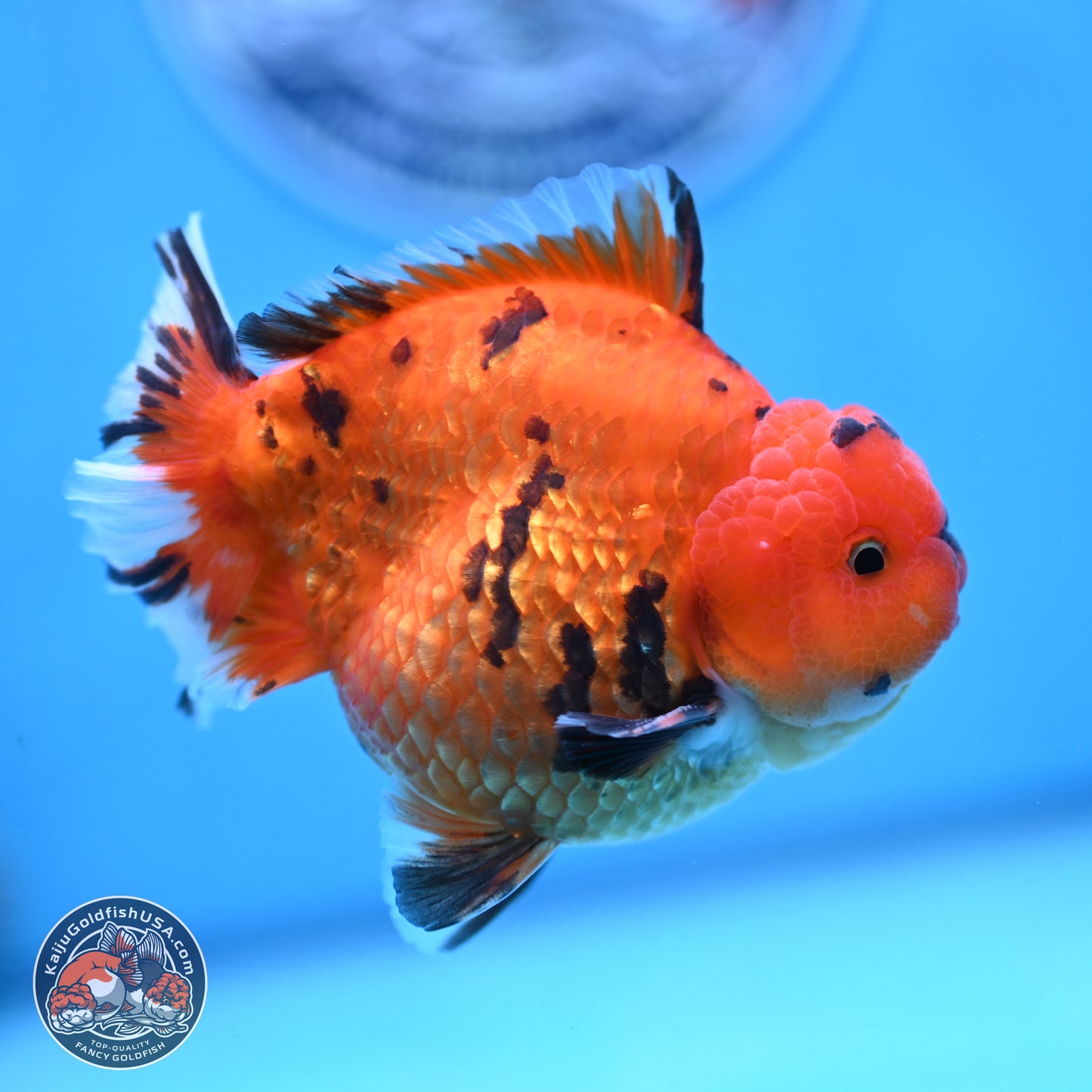 Tiger YuanBao Oranda 4 inches Body - Male (250103_OR13) - Kaiju Goldfish USA