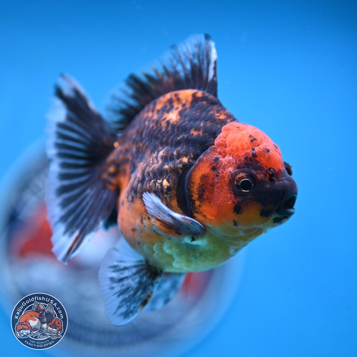 Shogun Red Kirin Oranda 3.5 inches Body - Male (250131_OR13)