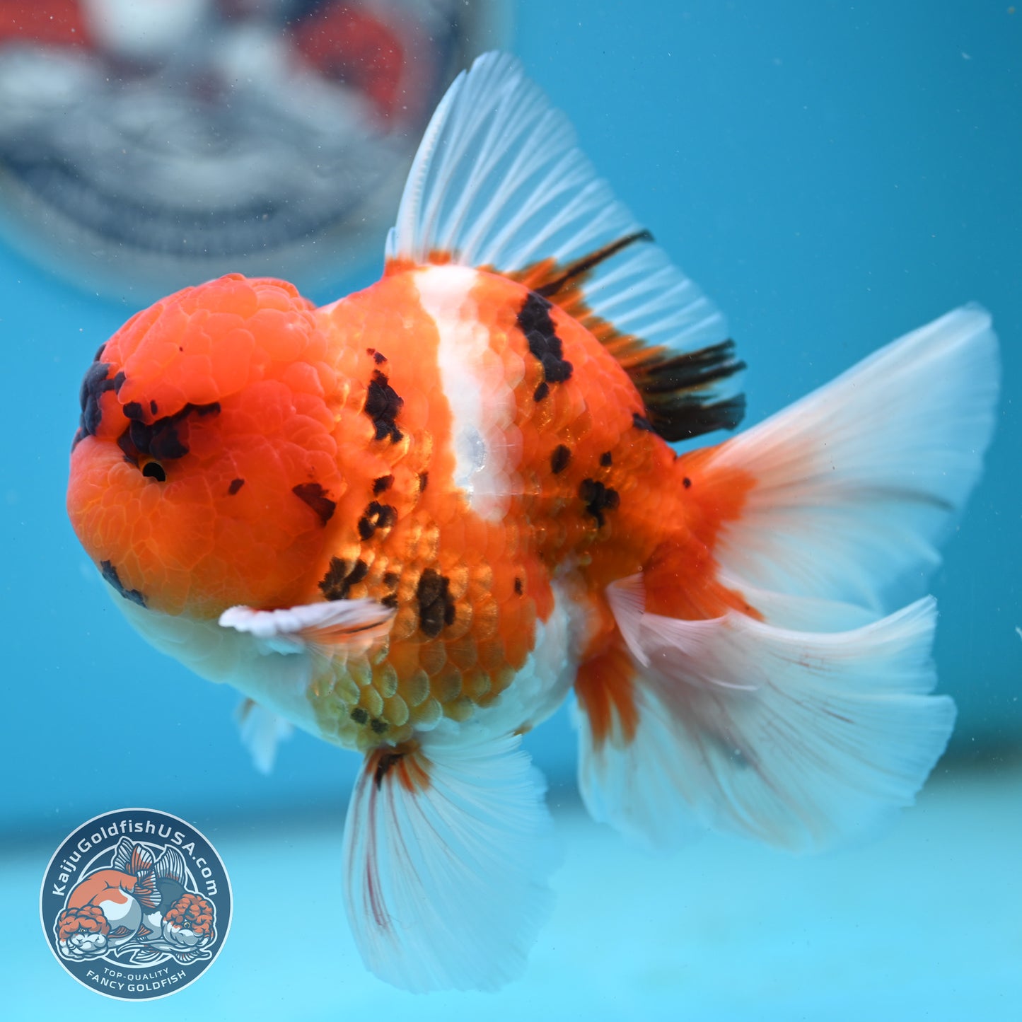 Tricolor Tiger Rose Tail Oranda 4 inches Body (250502_OR13)