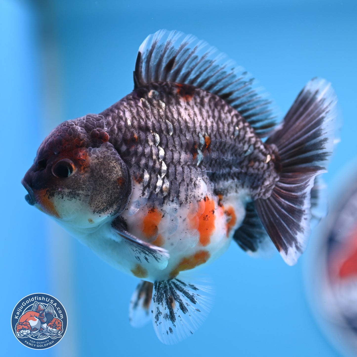 Shogun Grey Kirin Oranda 4 inches Body - Male (250207_OR13)