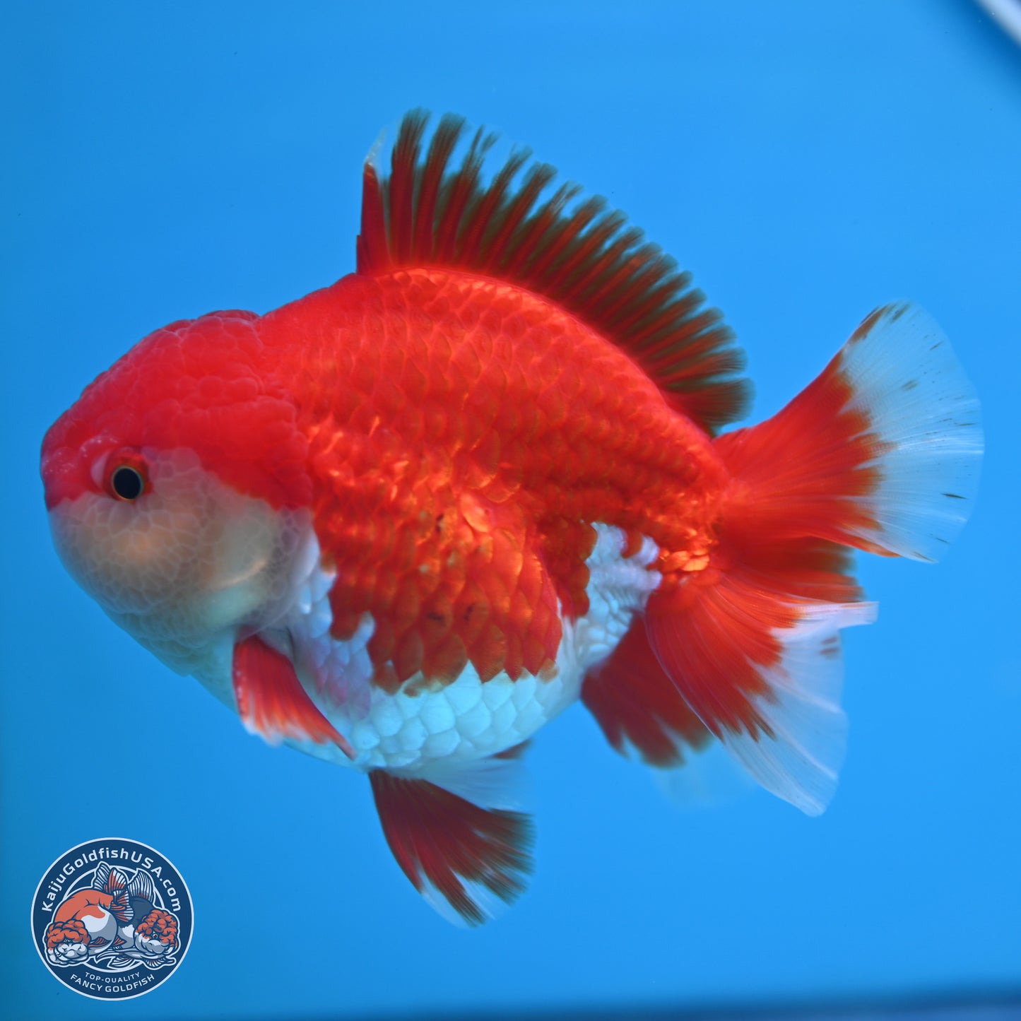 Batik Scale Red White Oranda 3.5 inches Body - Male (250307_OR13)