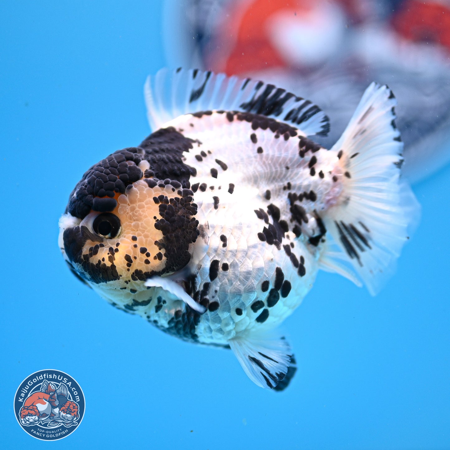 Panda YuanBao Oranda 3.25in Body (240830_OR13) - Kaiju Goldfish USA