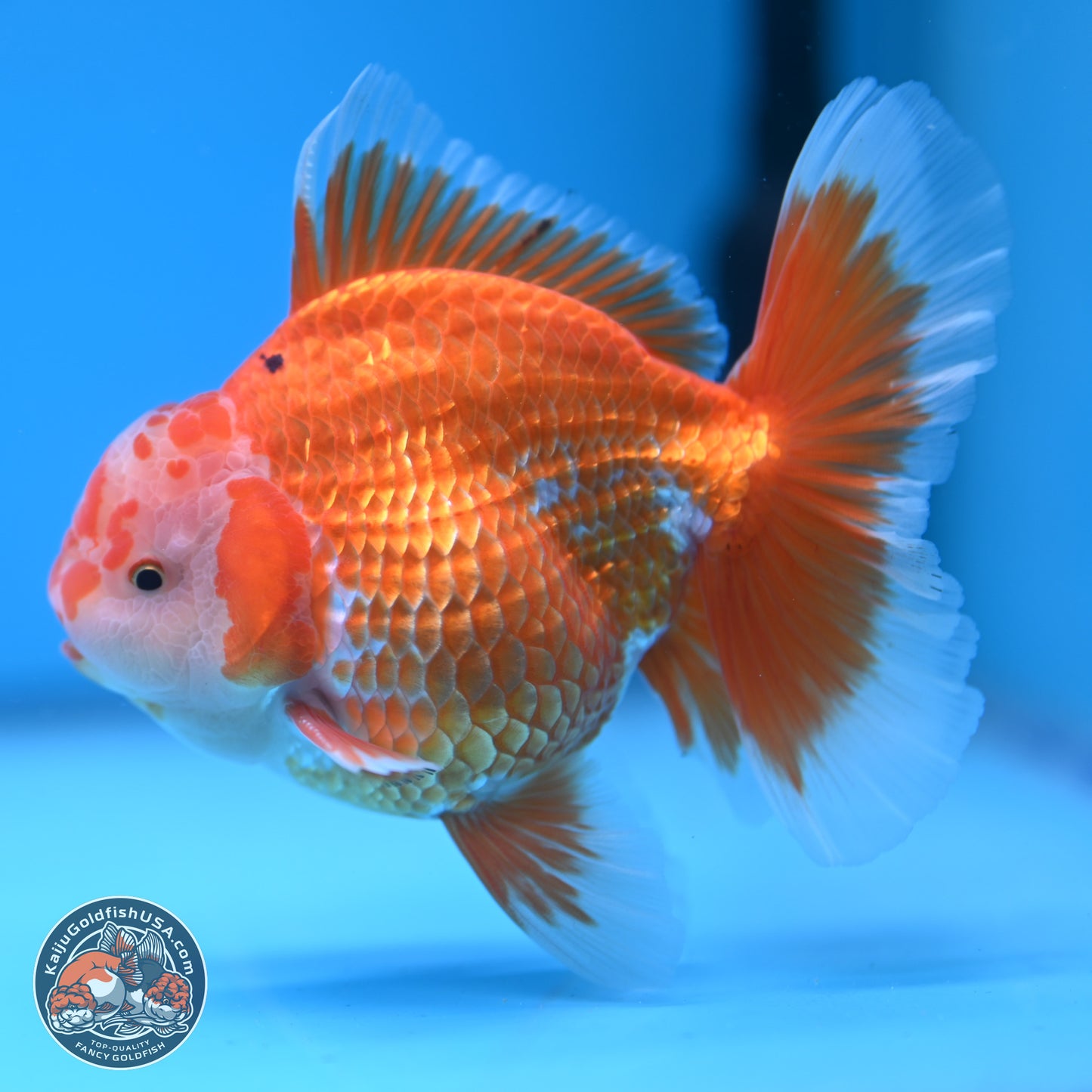 Red White Rose Tail Oranda 4.5 inches - Male (241122_OR13) - Kaiju Goldfish USA