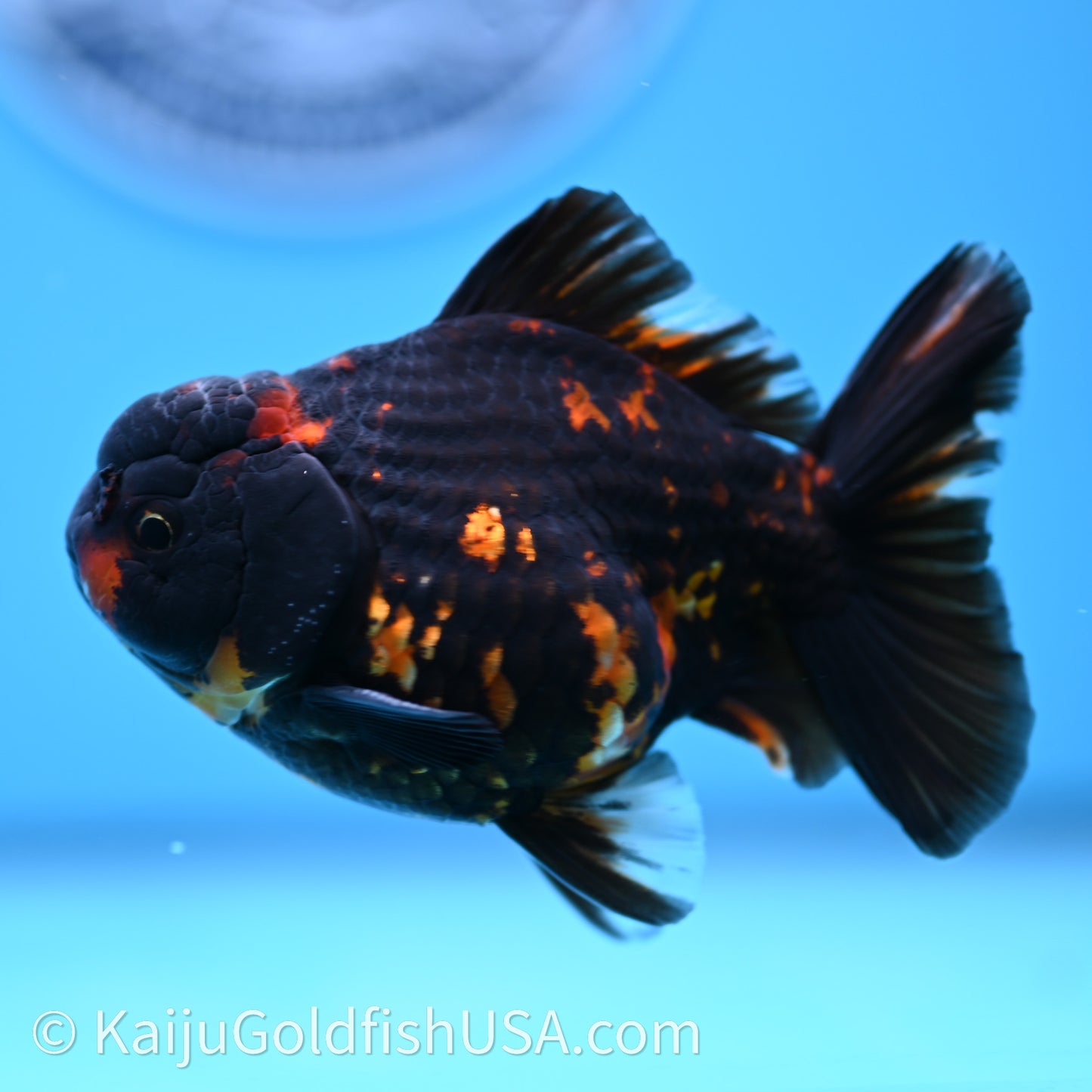 Heavy Ink Tiger YuanBao Oranda 3.5 inches (240726_OR13) - Kaiju Goldfish USA