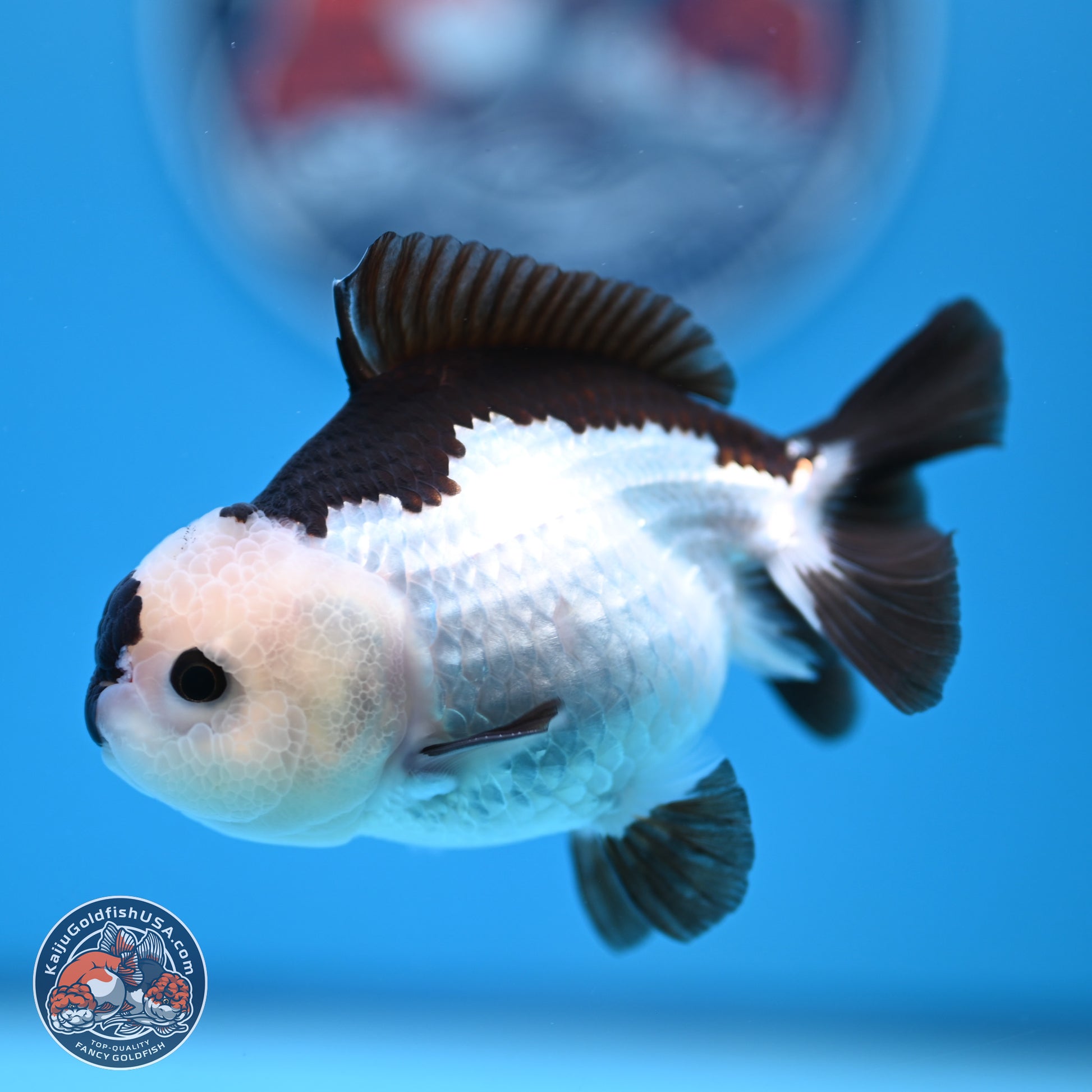 Panda Oranda 3.5-4.5 inches (240913_OR13) - Kaiju Goldfish USA