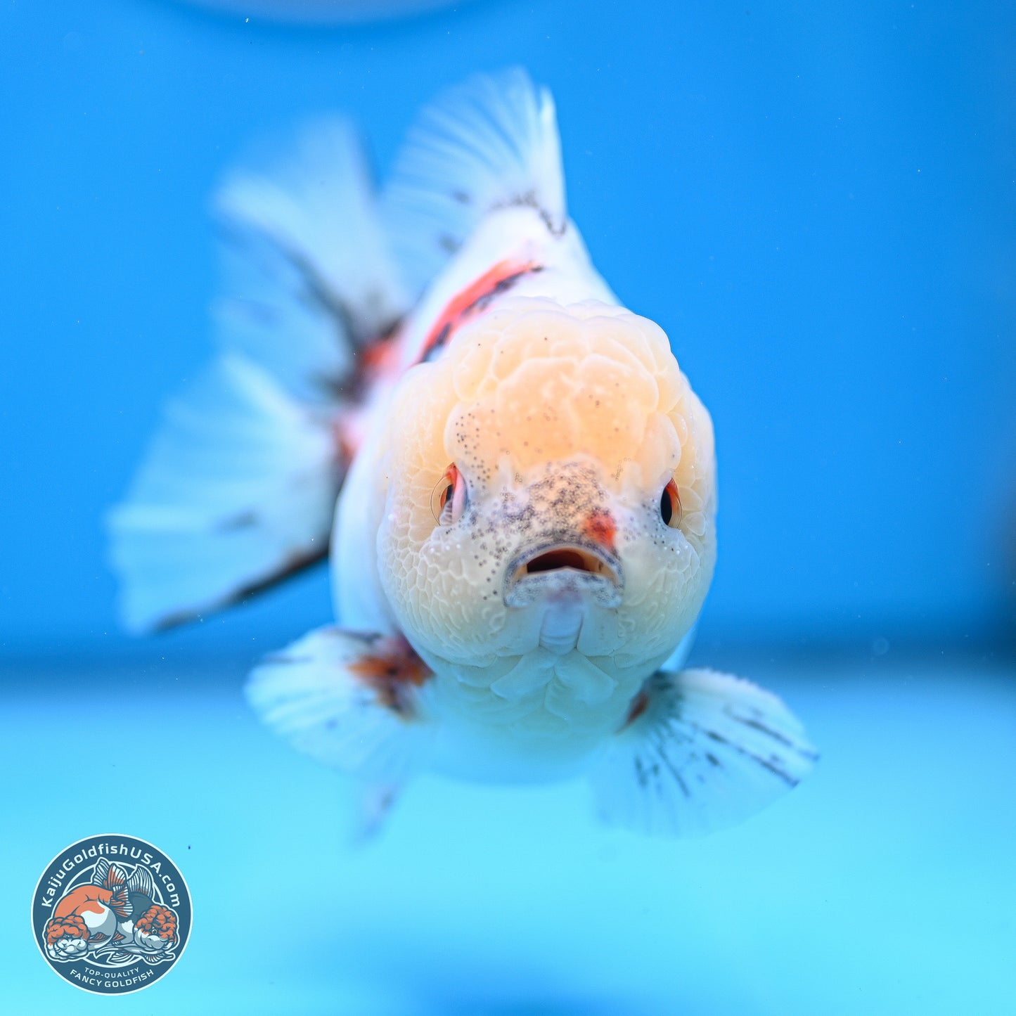 Calico YuanBao Oranda 4.5 inches - Male (241129_OR13) - Kaiju Goldfish USA