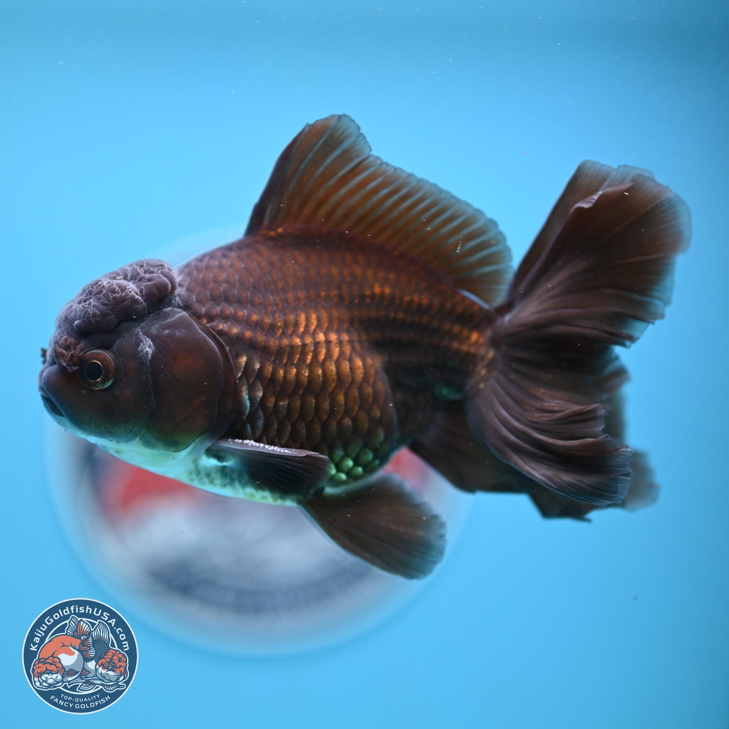 Black/Bronze Rose Tail Oranda 4-5 inches (240906_OR13) - Kaiju Goldfish USA