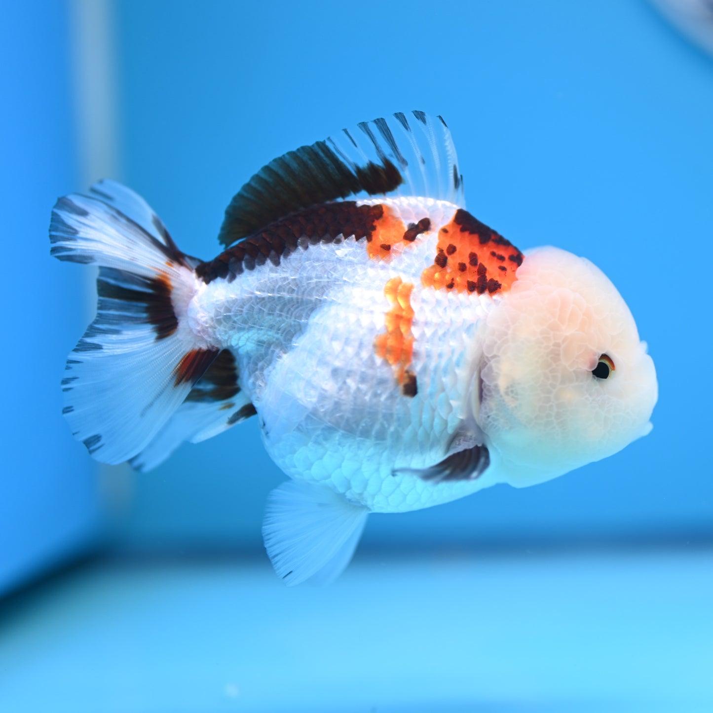 Tricolor Oranda 3.5-4 inches (241011_OR13) - Kaiju Goldfish USA