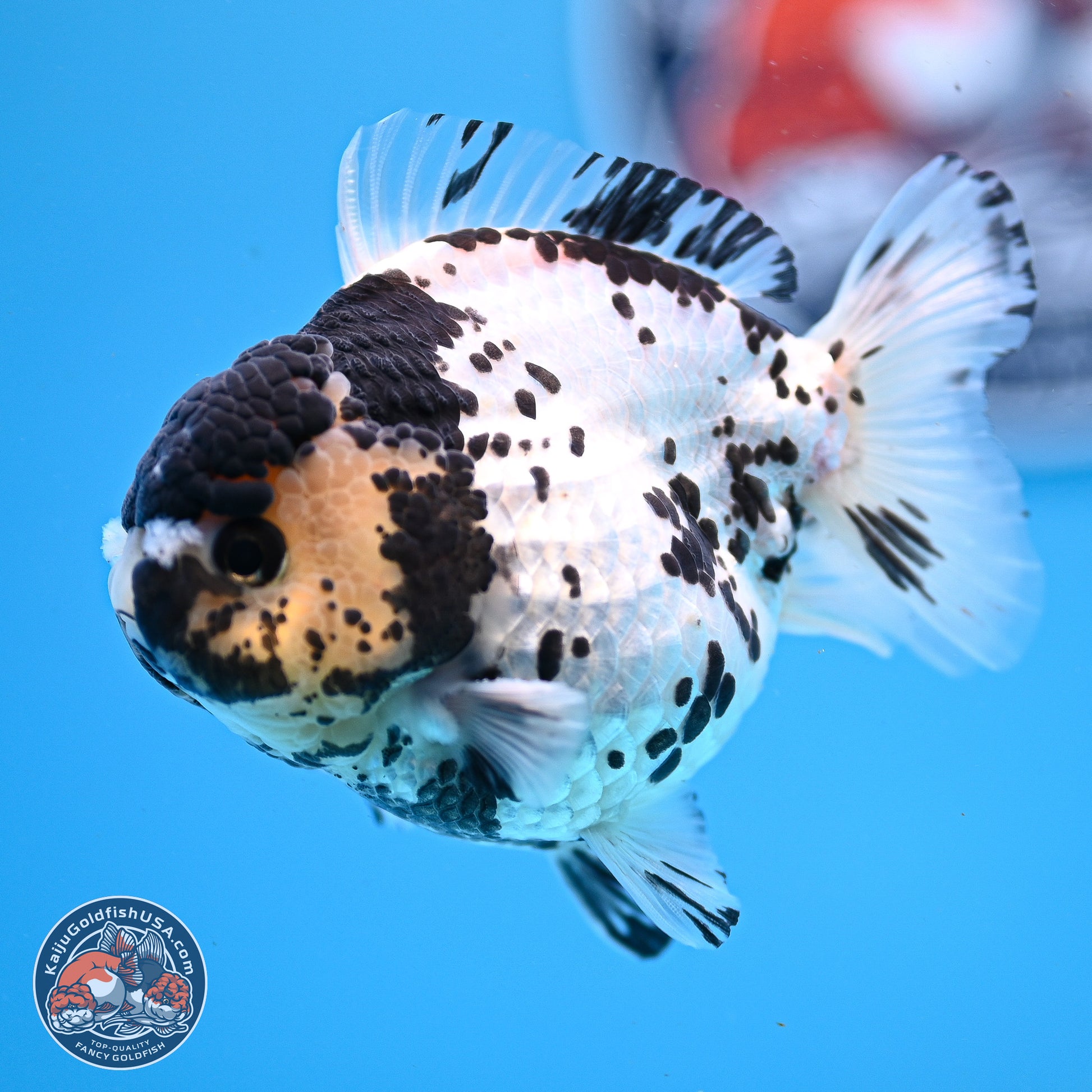 Panda YuanBao Oranda 3.25in Body (240830_OR13) - Kaiju Goldfish USA