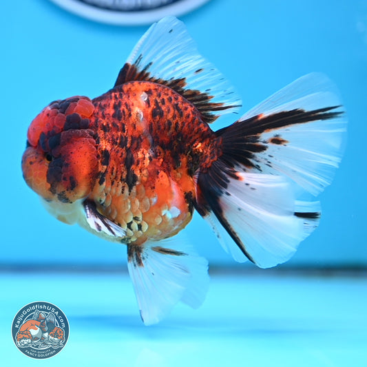 Tiger Rose Tail Oranda 3.5 inches Body - Male (250314_OR13)