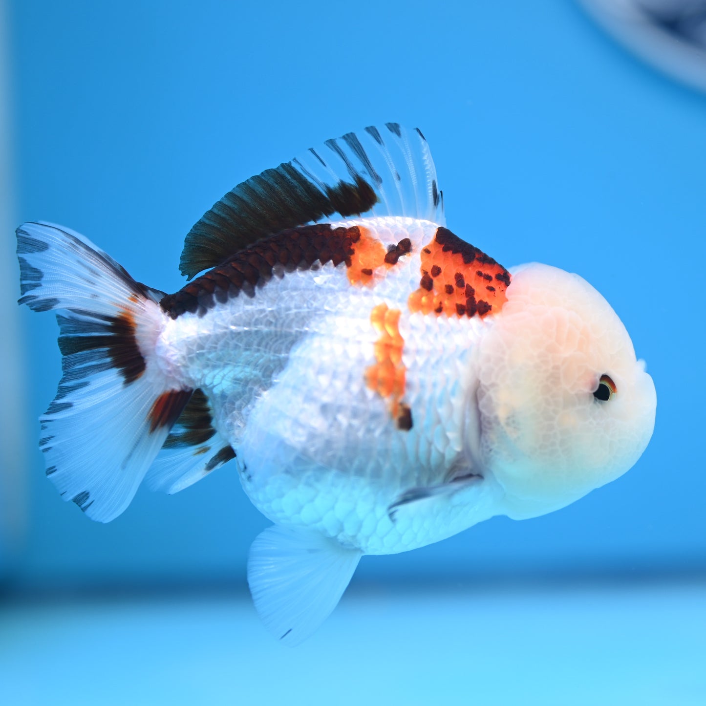 Tricolor Oranda 3.5-4 inches (241011_OR13) - Kaiju Goldfish USA