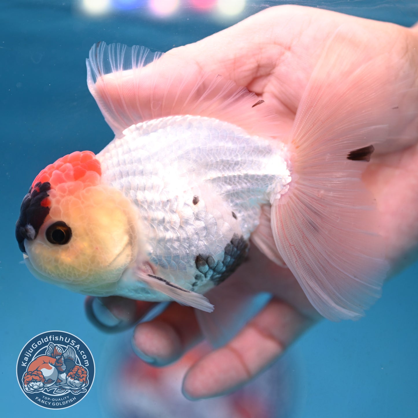 Tricolor Rosetail Oranda 3.5 inch Body (250926_OR13) - READ DESCRIPTION