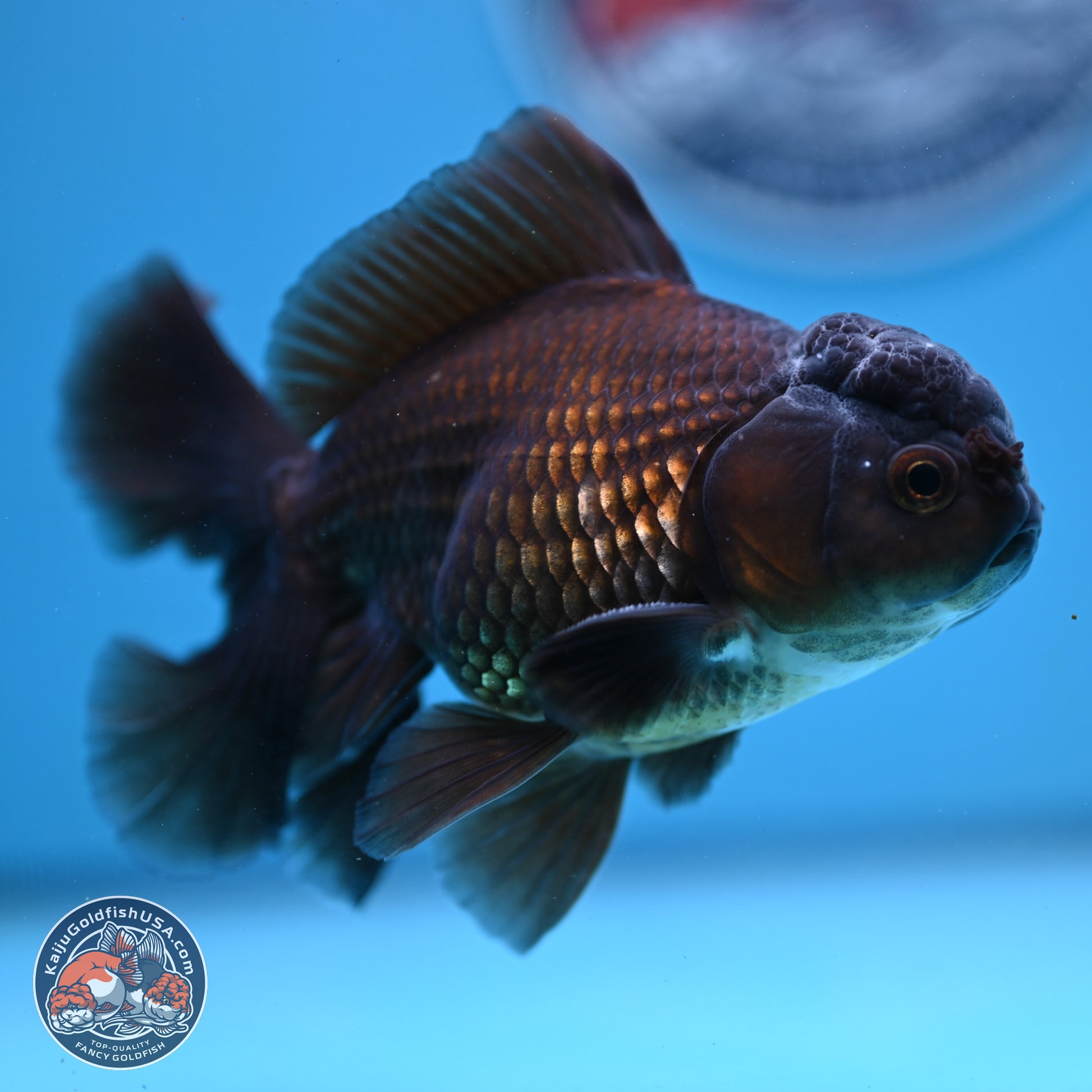 Black/Bronze Rose Tail Oranda 4-5 inches (240906_OR13) - Kaiju Goldfish USA