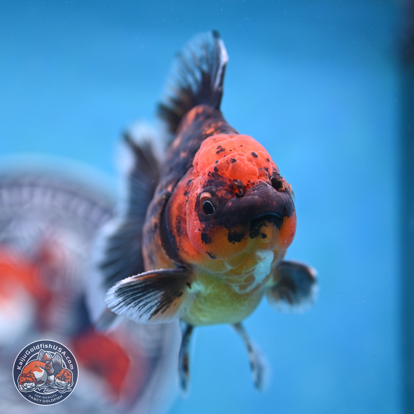 Shogun Red Kirin Oranda 3.5 inches Body - Male (250131_OR13)