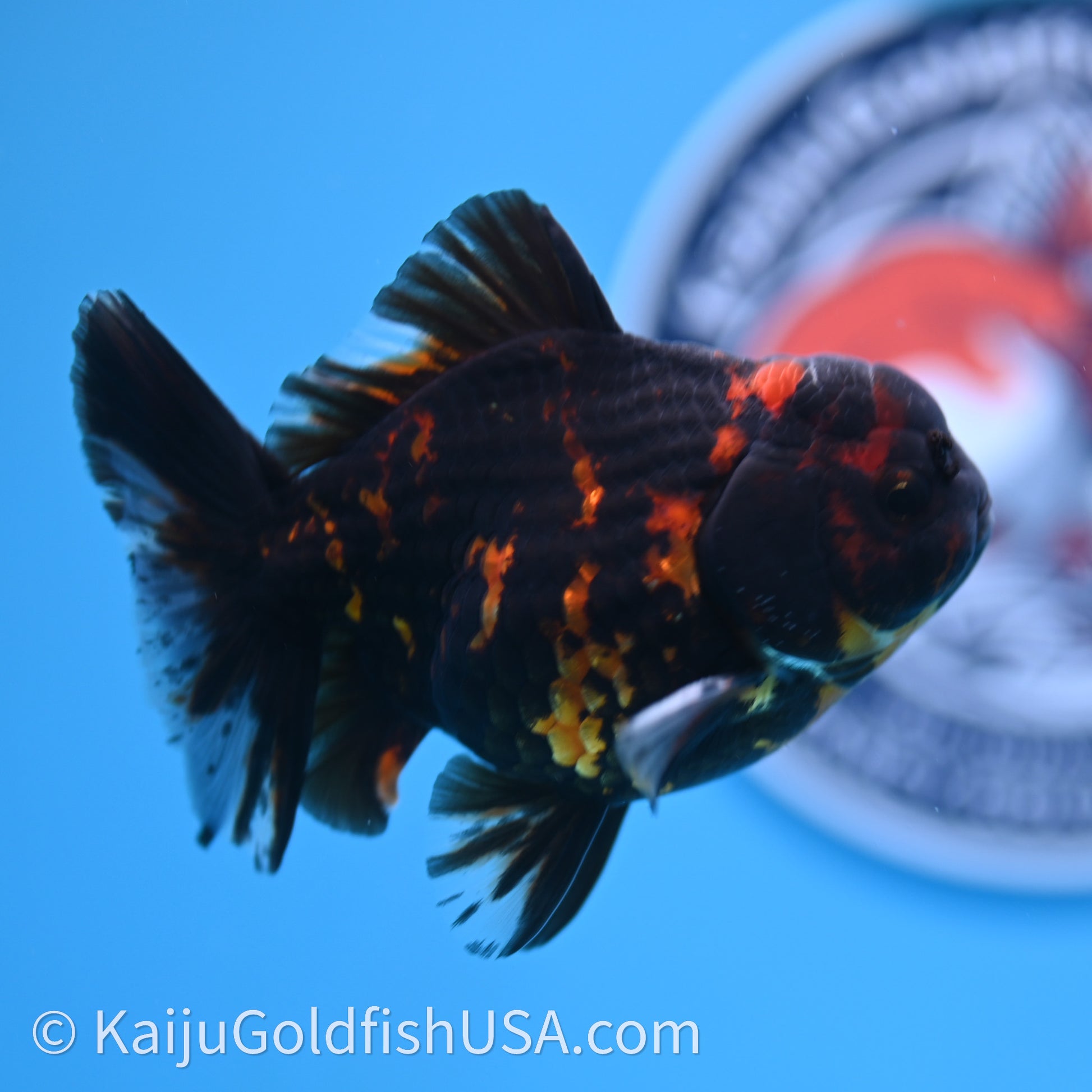 Heavy Ink Tiger YuanBao Oranda 3.5 inches (240726_OR13) - Kaiju Goldfish USA