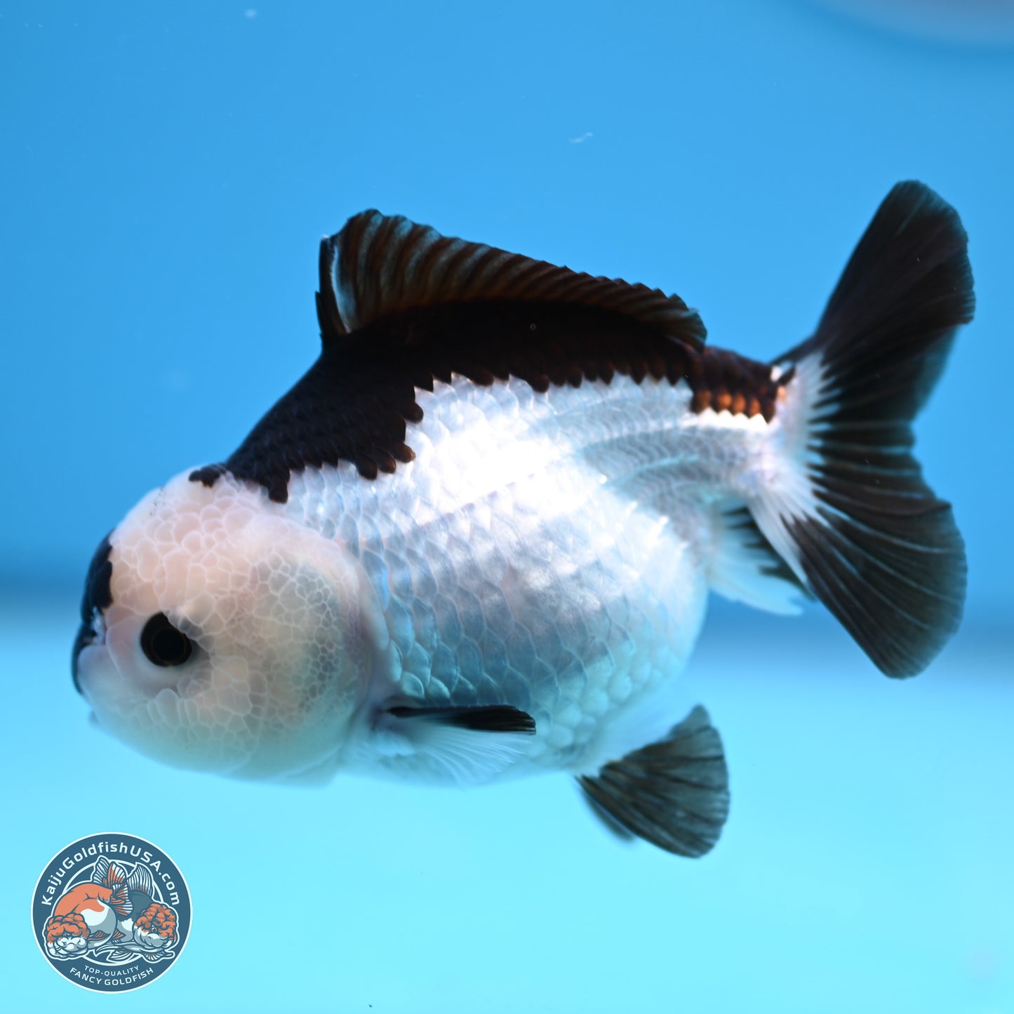 Panda Oranda 3.5-4.5 inches (240913_OR13) - Kaiju Goldfish USA