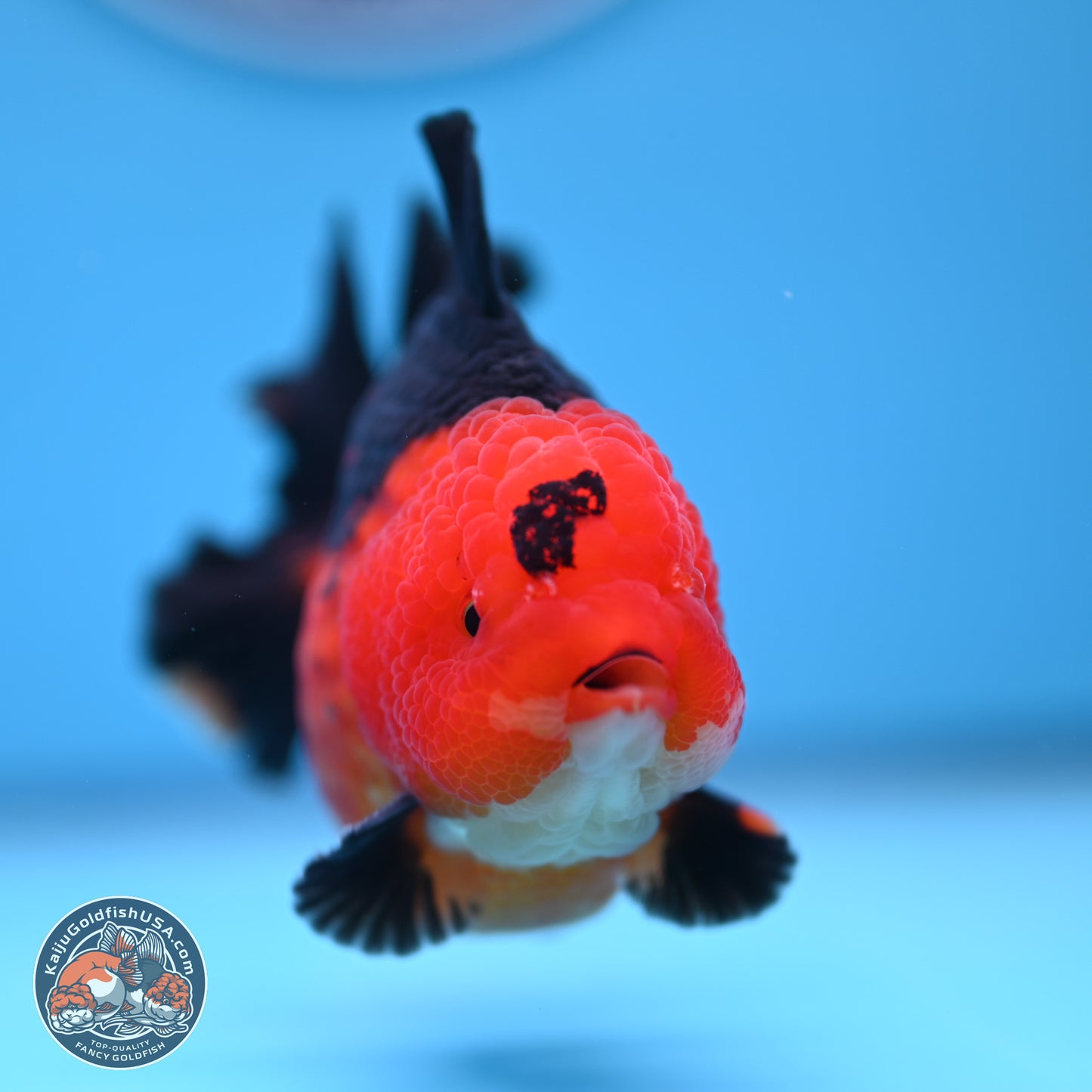 Apache YuanBao Oranda 4 inches  (241018_OR13)