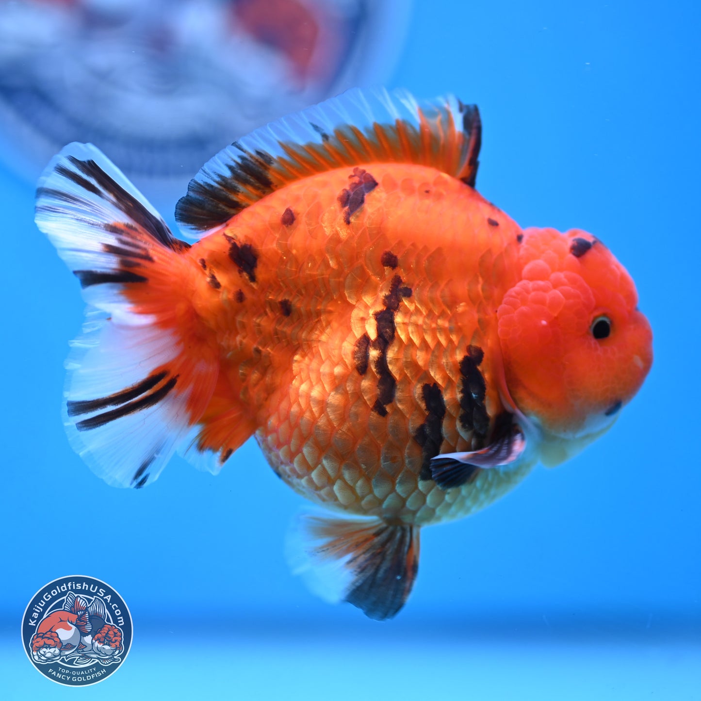 Tiger YuanBao Oranda 4 inches Body - Male (250103_OR13) - Kaiju Goldfish USA