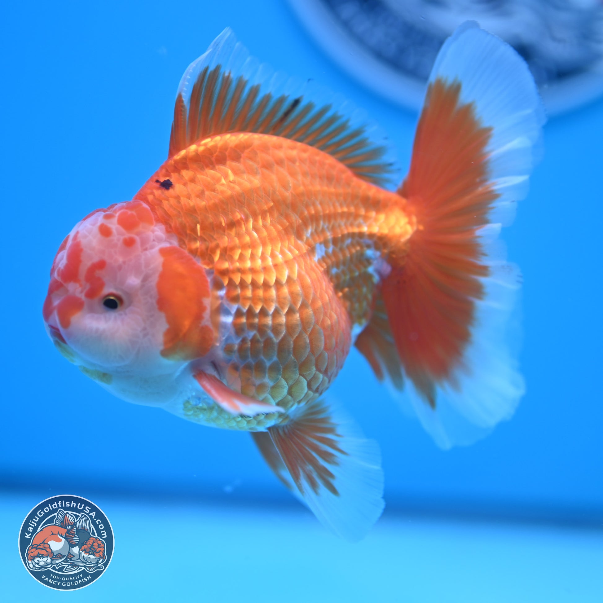 Red White Rose Tail Oranda 4.5 inches - Male (241122_OR13) - Kaiju Goldfish USA