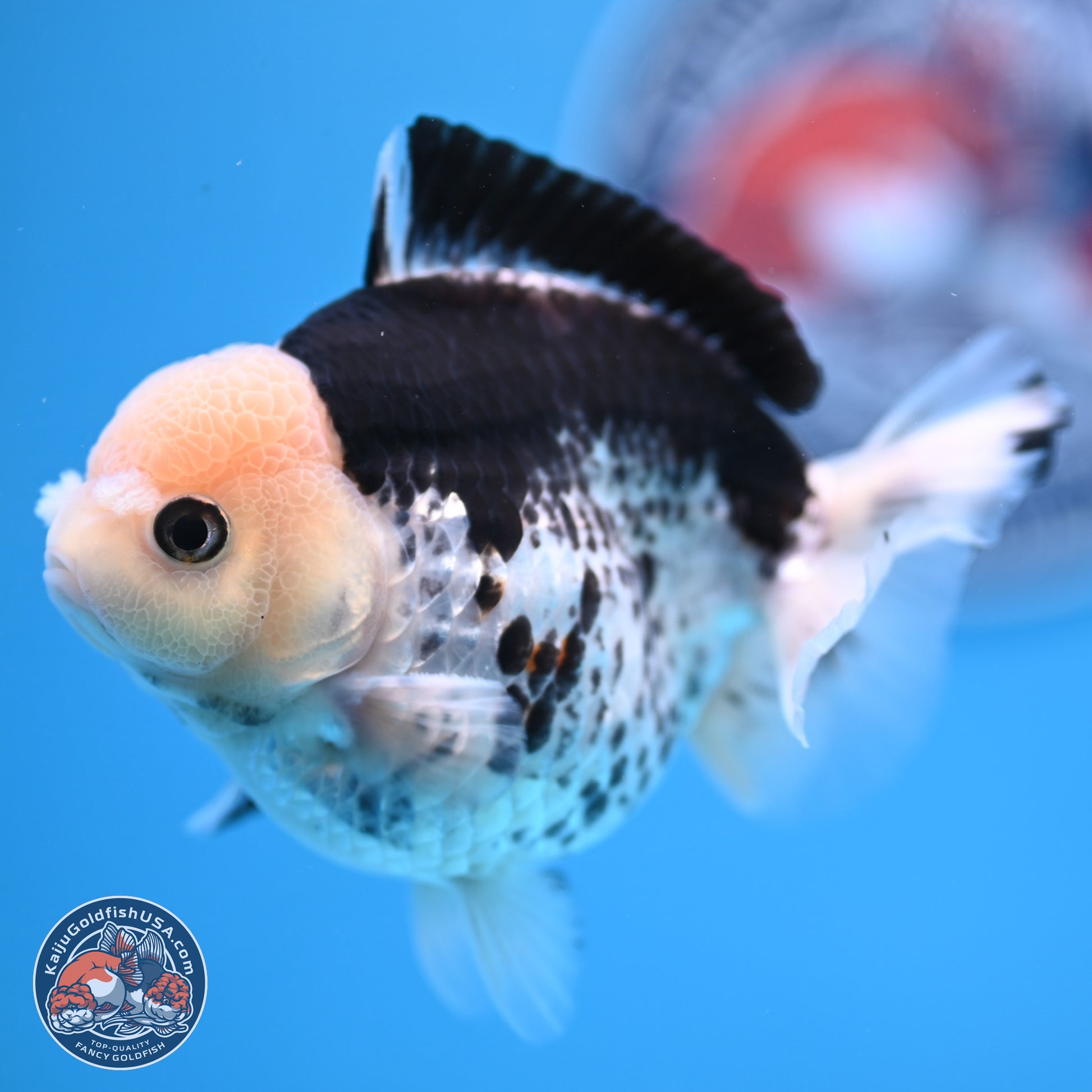 Panda YuanBao Oranda 3.5in Body (240816_OR13) - Kaiju Goldfish USA